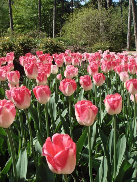Tulipa cottage 'Dreamland'